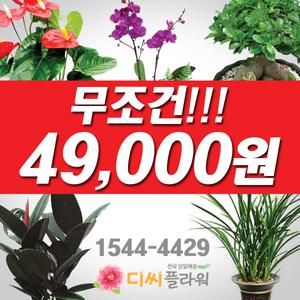 관엽화분/축하난 균일가 49000원 동작/동작구 꽃배달