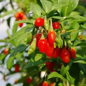 [경북묘목]구기자나무묘목 2년생 특묘 왕구기자 약용수