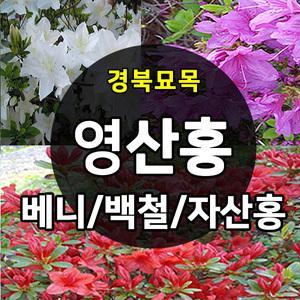[경북묘목]대왕철쭉 아까도 영산홍(연산홍)묘목/베니,자산홍,백철