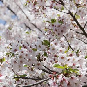 [경북묘목]왕벚나무묘목(접목2년생)/조경수가로수