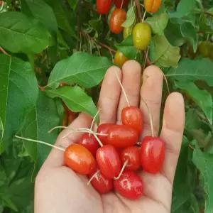 왕보리수나무 묘목 왕보리수 삽목3년생 노지월동 정원용 유실수 열매나무 (목하원예조경)