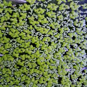 개구리밥50수/초등학교 관찰 식물/부평초