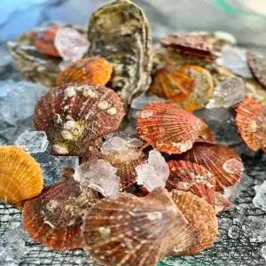 당일조업 제철 비단가리비2kg+석화2kg세트