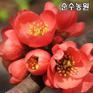 명자나무 묘목 키1m 3개/꽃나무/정원수/관상수