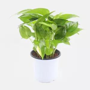 스킨답서스(소품)