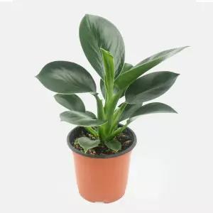 갑조네 콩고(소품)