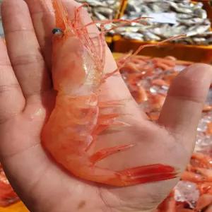 국내산 횟감용 홍새우 500g 35-40미 내외 급냉 후 발송 제철 동해안 당일조업 단새우 아마애비 회 구이 튀김 초밥 캠핑