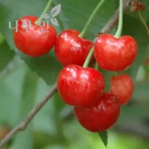 [나무인] 체리나무 콜트대목 러시아8호품종