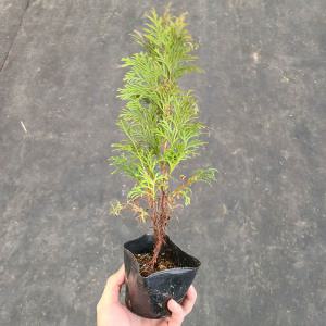 서양측백나무 묘목(페스티지아타) 4치포트 5개