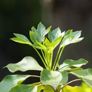 [할인상품] 황칠나무 묘목 - 4년생/실생묘/포트묘