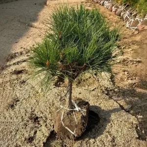 [충북농원] 이월 할인 반송(둥근) 소나무 묘목 - W0.3~W0.4/분묘