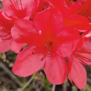 [충북농원] 영산홍 철쭉나무 묘목 - H0.3 x W0.3/분묘 (10주 한묶음)