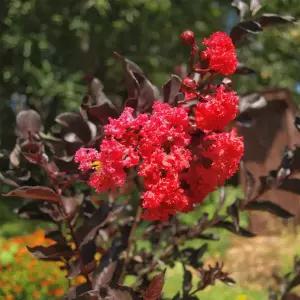 [충북농원] 자엽 단홍 목백일홍 배롱나무 묘목 - 삽목묘