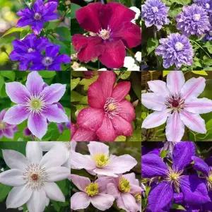 [충북농원] 클레마티스 으아리꽃 모음전 - 5치 포트묘