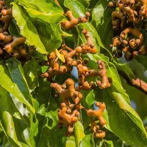 [할인상품] 헛개나무 묘목 - 1~2년생 실생묘