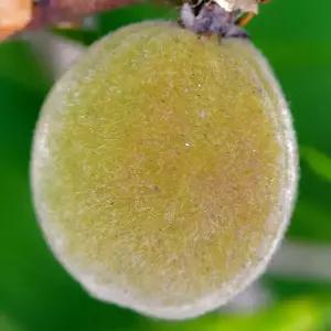 [충북농원] 개복숭아 까투리 나무 묘목 - 실생묘