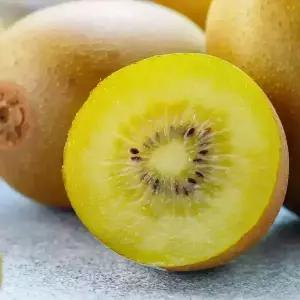 [할인상품] 골드키위 키위나무 묘목 - 1년생/접목묘