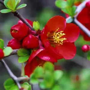 [충북농원] 흑광 명자나무 묘목 - 분묘 삽목묘