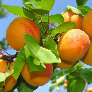 살구나무 자두나무 장점만 교배한 신품종 플럼코트 묘목 3년생 결실주
