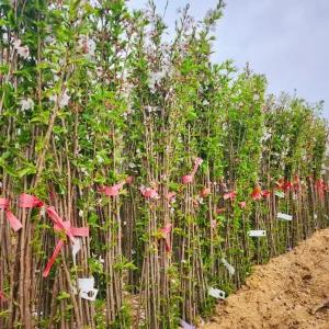 벚나무 묘목 벚꽃 왕벚 벗나무