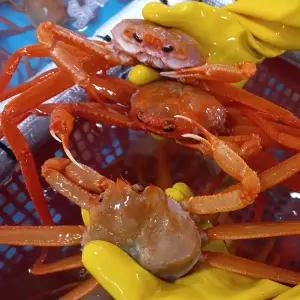 포항 구룡포 자숙 연지 홍게 3kg (10~12미) 일반용 B급 수율 70%내외