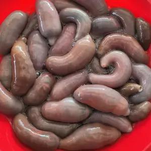 국내산 횟감용 명지 개불 10미(소)