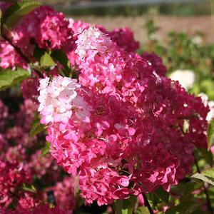 유럽 목수국 프레이즈 멜바 묘목 나무 4치 장포트묘