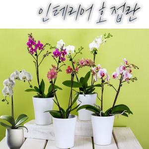 [아트플라워] 호접란 호접난 서양난 공기정화식물 반려식물 난 플랜테리어 개업선물