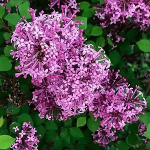 미스김 라일락 묘목 9cm포트 플라워페스타 퍼플  꽃나무