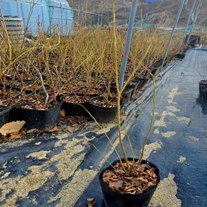 향수묘목농원 블루베리 추위에 강한 대과종 듀크 2년생