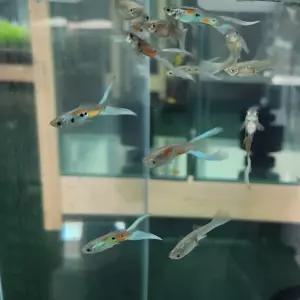 블루 시저스 구피 2쌍