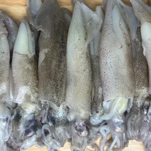 가성비 좋은 포항 구룡포 통찜용 한치 1kg 15-30미