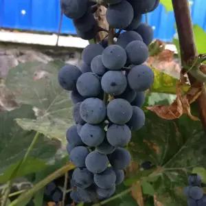 [할인상품] 슈퍼거봉 포도나무 묘목 - 접목묘