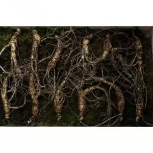 귀한선물 (강원도 치악산 산양삼)산양산삼 6년근-8년근 12뿌리 국내산100% 자연산 정품 오동나무+이끼+보자