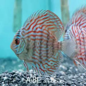 [에이투비]블루터콰이즈 디스커스 / 4cm내외 /소 1마리