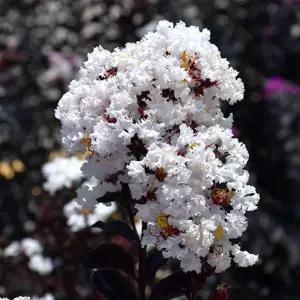 비설 배롱나무 자엽 백일홍 묘목 2년생 세종식물원