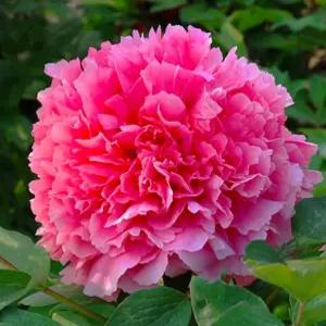 산후대 목단 모란 겹꽃 함박꽃 시리즈 세종식물원