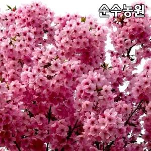 홍벚나무 묘목 접목1년 뿌리묘(특) 3개/벚꽃나무