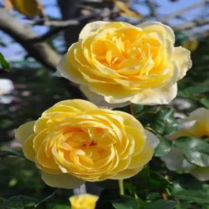 일본사계장미 굴리스탄 7치 로사오리엔티스 포트묘 화단장미 묘목 조경수