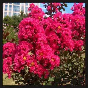 배롱나무 신품종 목백일홍나무 핑크벨로 핑크색 붉은꽃 여름꽃 묘목