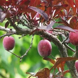 자엽자두나무 묘목 R5cm 분묘1개