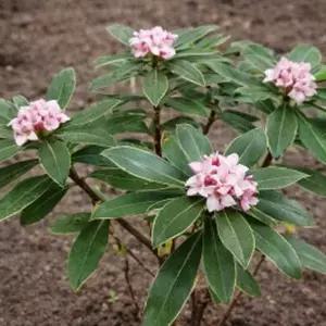 천리향(서향) 키60cm(분) 1주