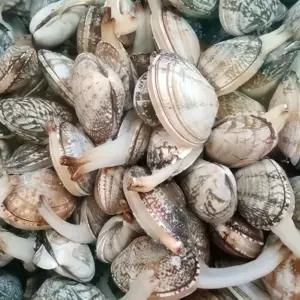 해녀발 다이버 활 바지락 3kg + 1kg