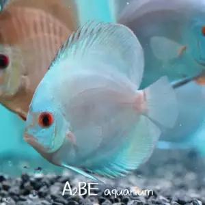 [에이투비]블루 다이아몬드 디스커스 / 4-5cm 내외 / 1마리