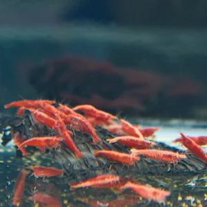 열대어 A급 체리새우 10마리 사쿠라 블러드메리급