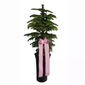 공기정화식물 알로카리아 -호주삼나무