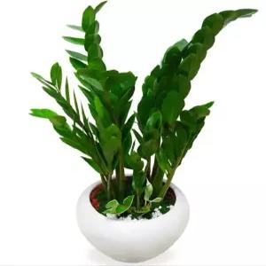 공기정화식물 금전수 -테이블용