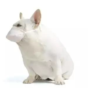 [반려] 산책 마스크 반려견 외출 3p 입마개 애견 MOA 보호대