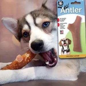 [반려] 우드 스틱 치석 츄잉 클린 1P 강아지 치킨치즈 M