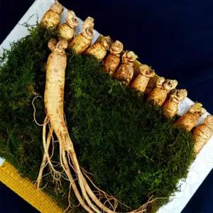 고려삼 인삼 명절 선물세트 6년근인삼 생인삼 부모님 건강 선물 동삼 원수삼 수삼6년근 12뿌리